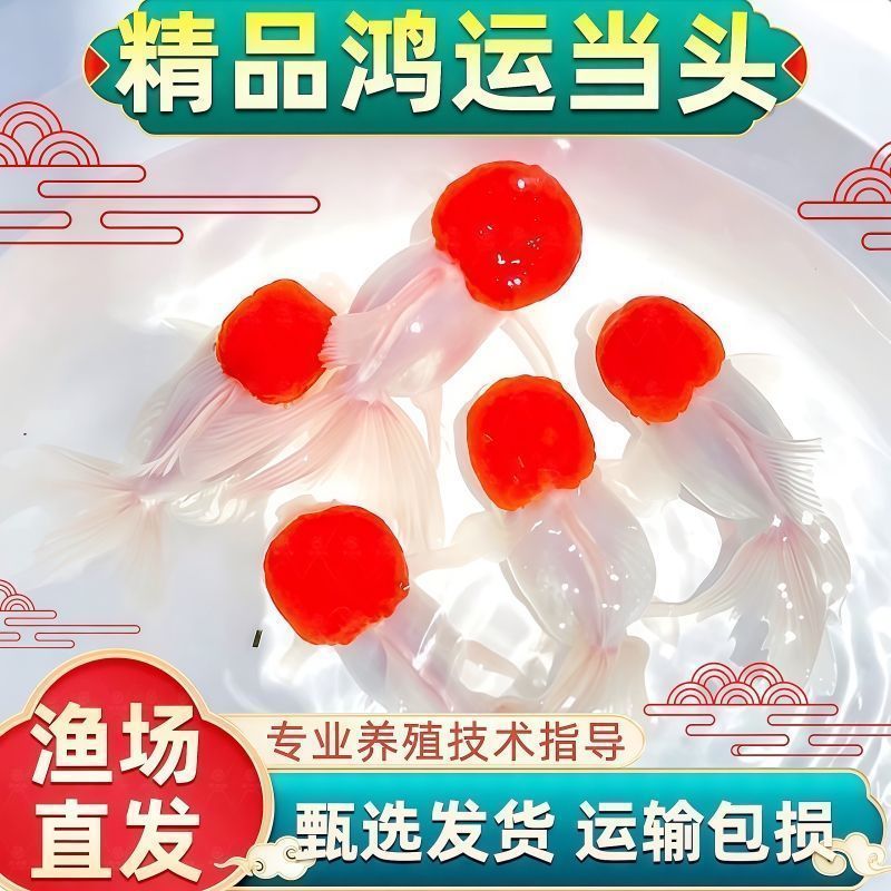 冷水观赏鱼活鱼耐寒耐活龙睛鸿运当头寿命长小型鱼摆摊鱼池捞直播