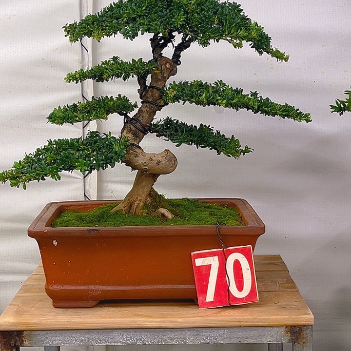 不开花植物罗汉松