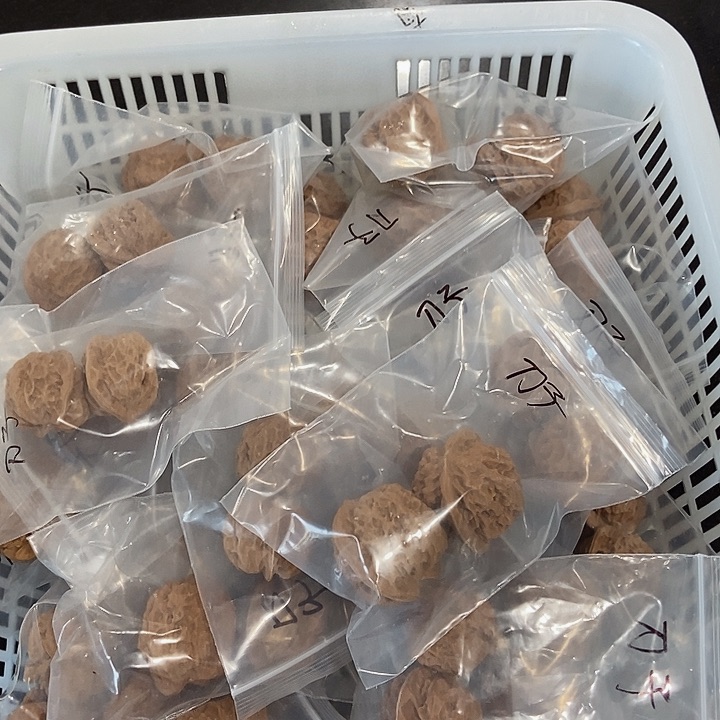 吊坠文玩核桃刀子瑕疵