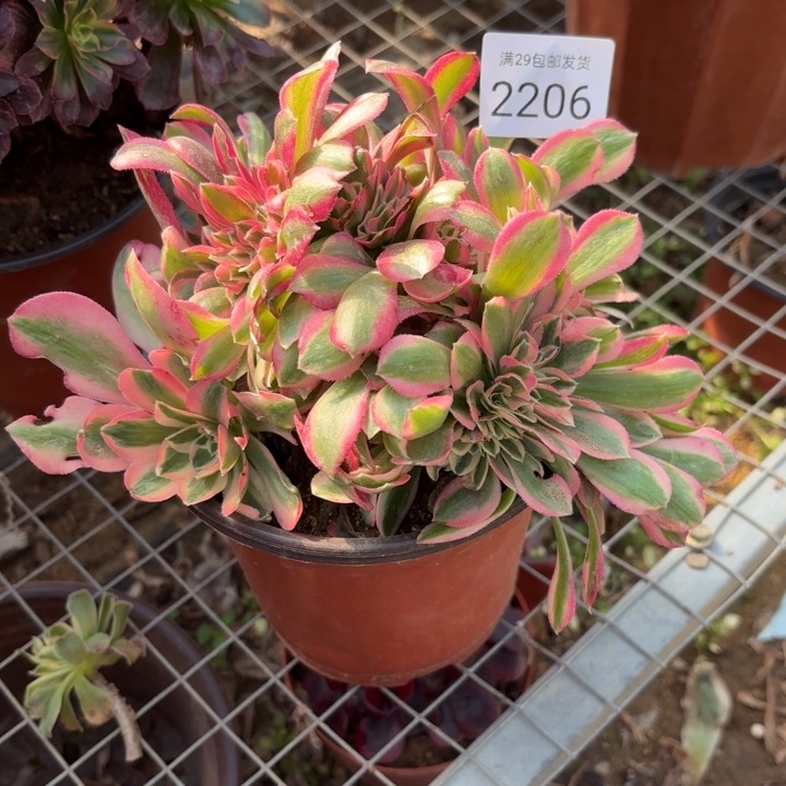 粉女巫多肉法师2206