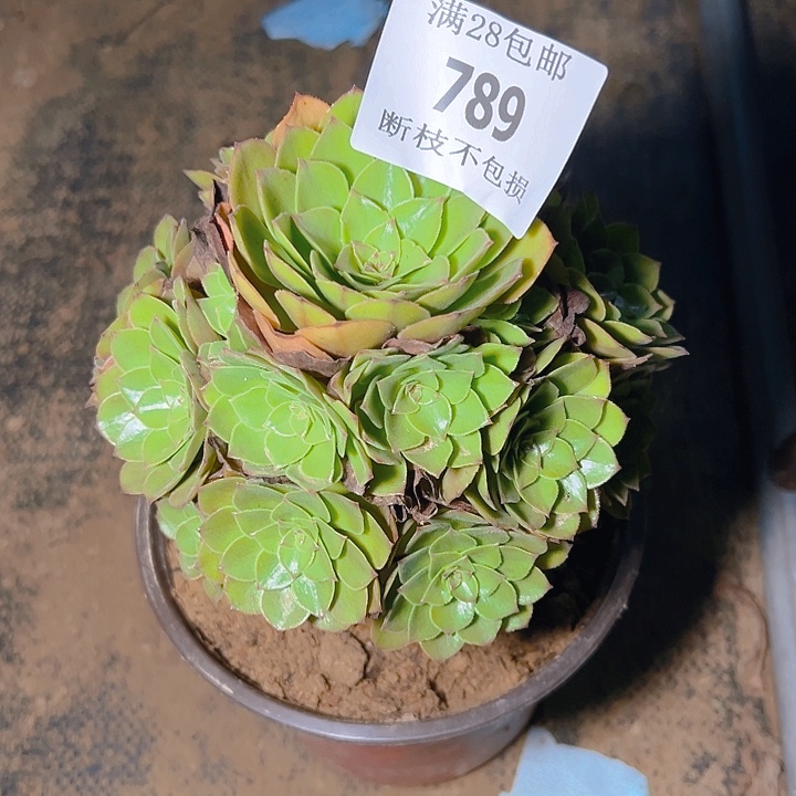 789桃花石多肉植物