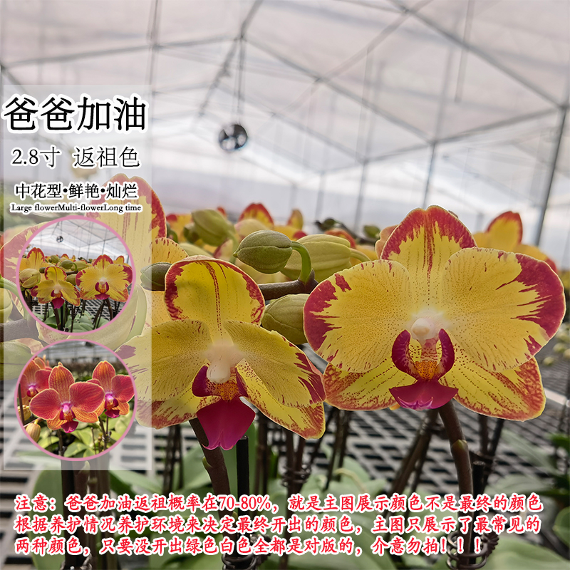 【爸爸加油】颜色会变异 新手好养新品种 蝴蝶兰蜡质好养绿植花卉