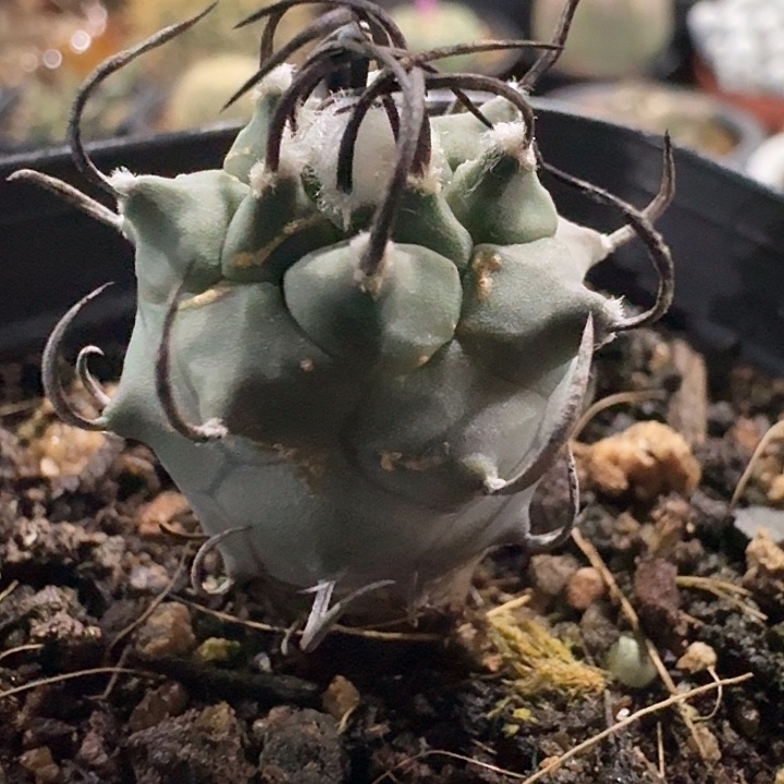 升龙丸实生有干伤