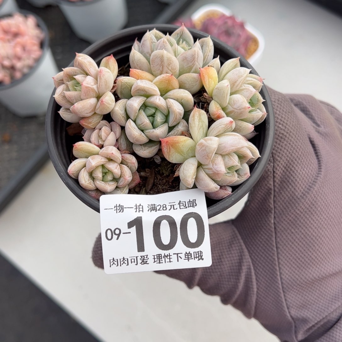 艾莎多肉多肉多肉多