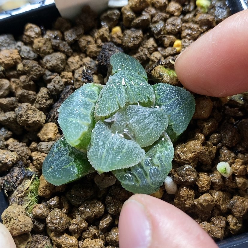 【闪购商品】77实生