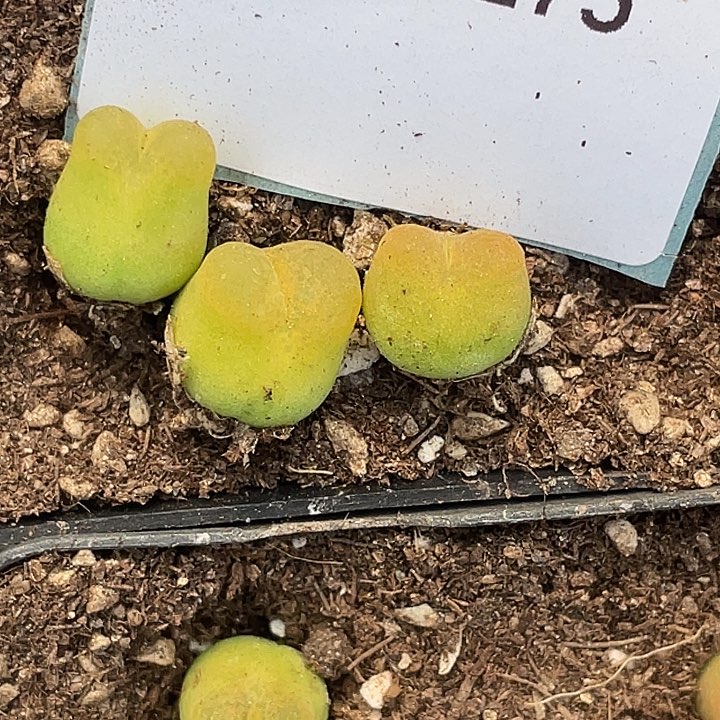 11-175毛毛多肉植物