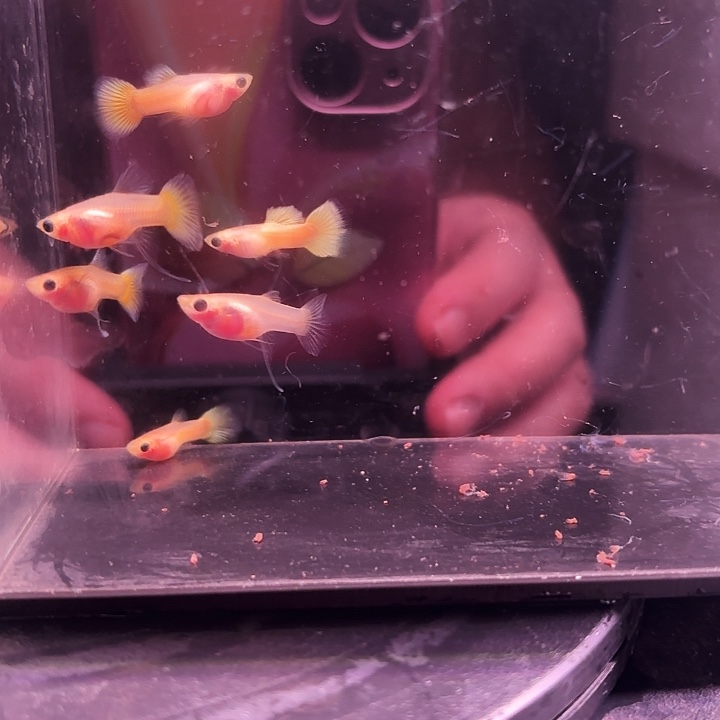 孔雀鱼黄金玻璃猫c3对