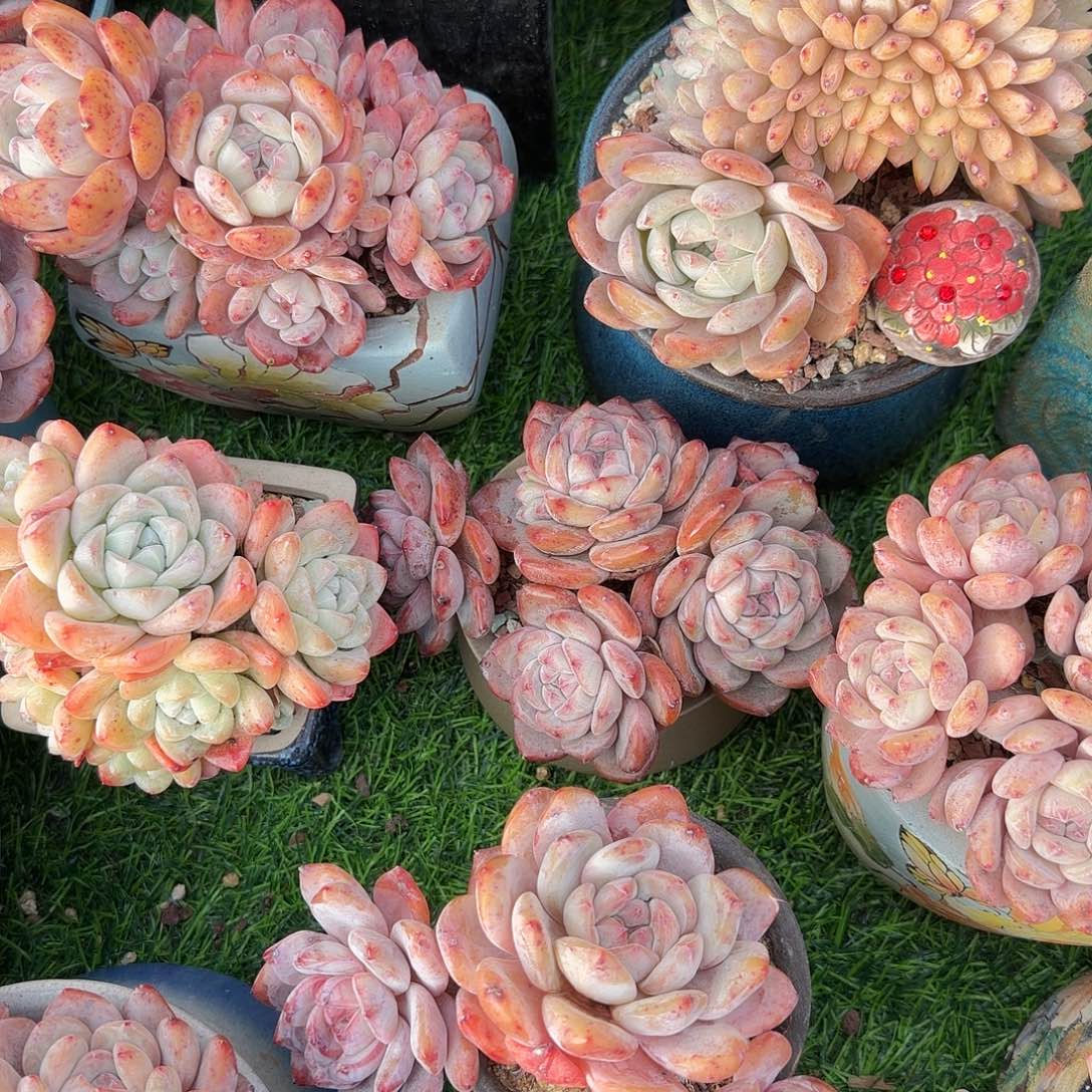 薇***N星影脱土一颗发货