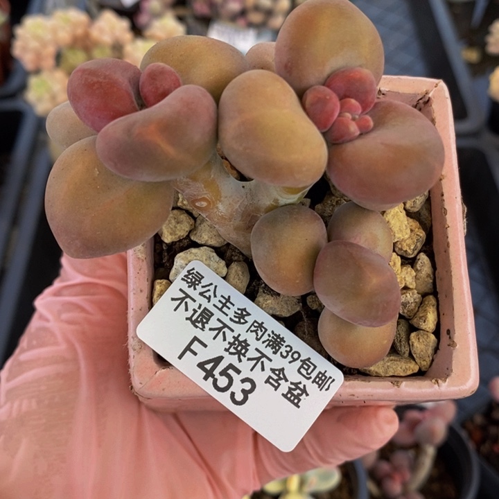 芒果奶7cm453多肉植物