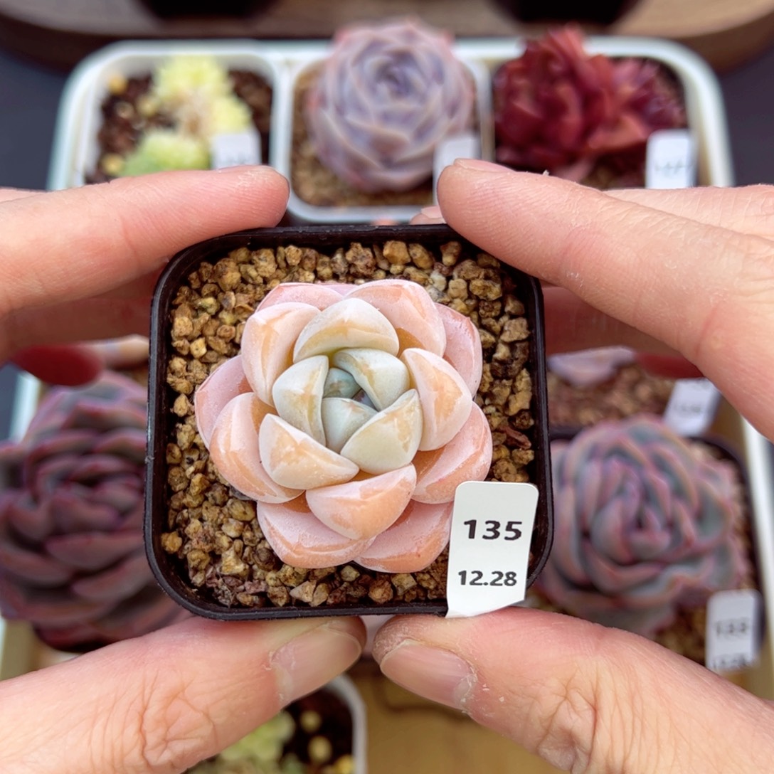 好好看135、哈哈哈哈