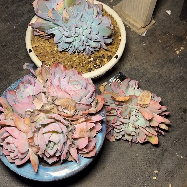 银***阳多肉植物布鲁蓝缀化