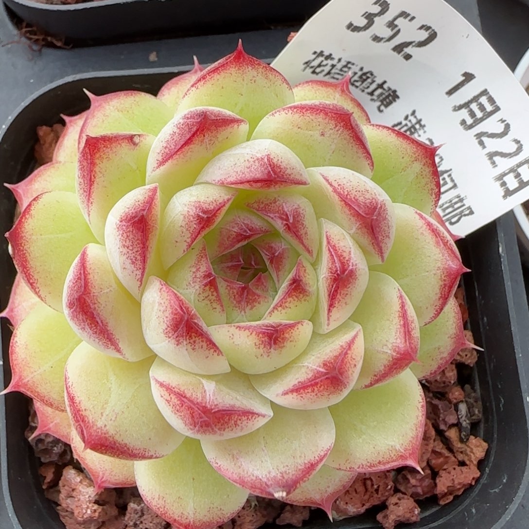 花语逸境0122-352