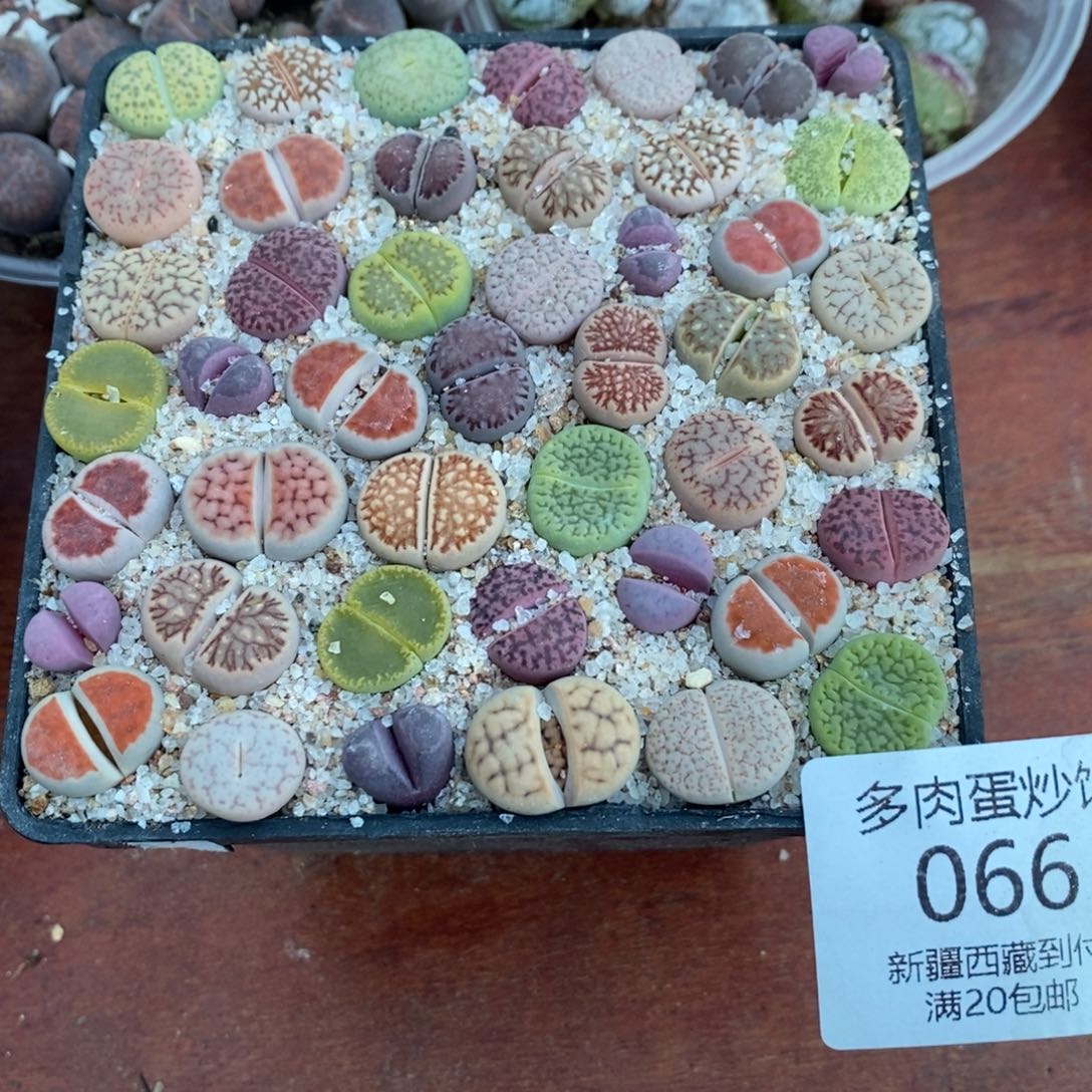 多肉蛋炒饭感谢您相伴066