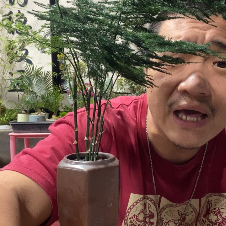 以实际为准盆景盆栽绿植144