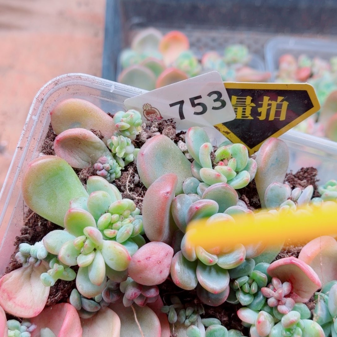 多肉植物多肉植物