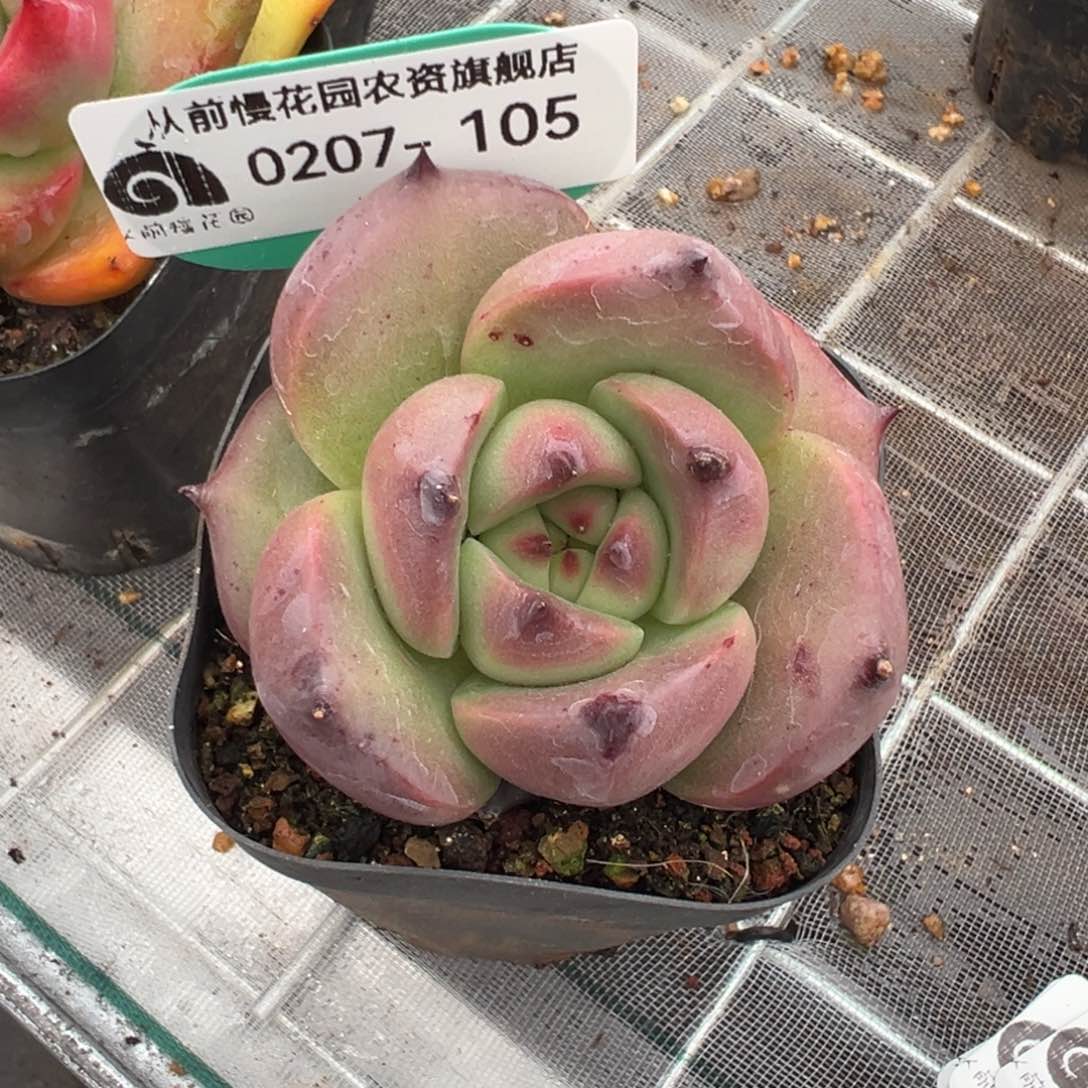 傻**名从前慢多肉精选编号0207.105