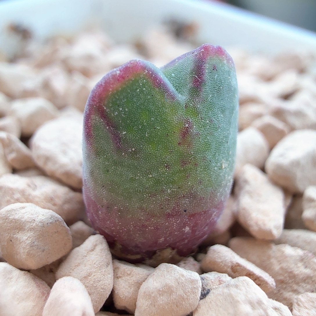 2.5.141/985猪蹄单头