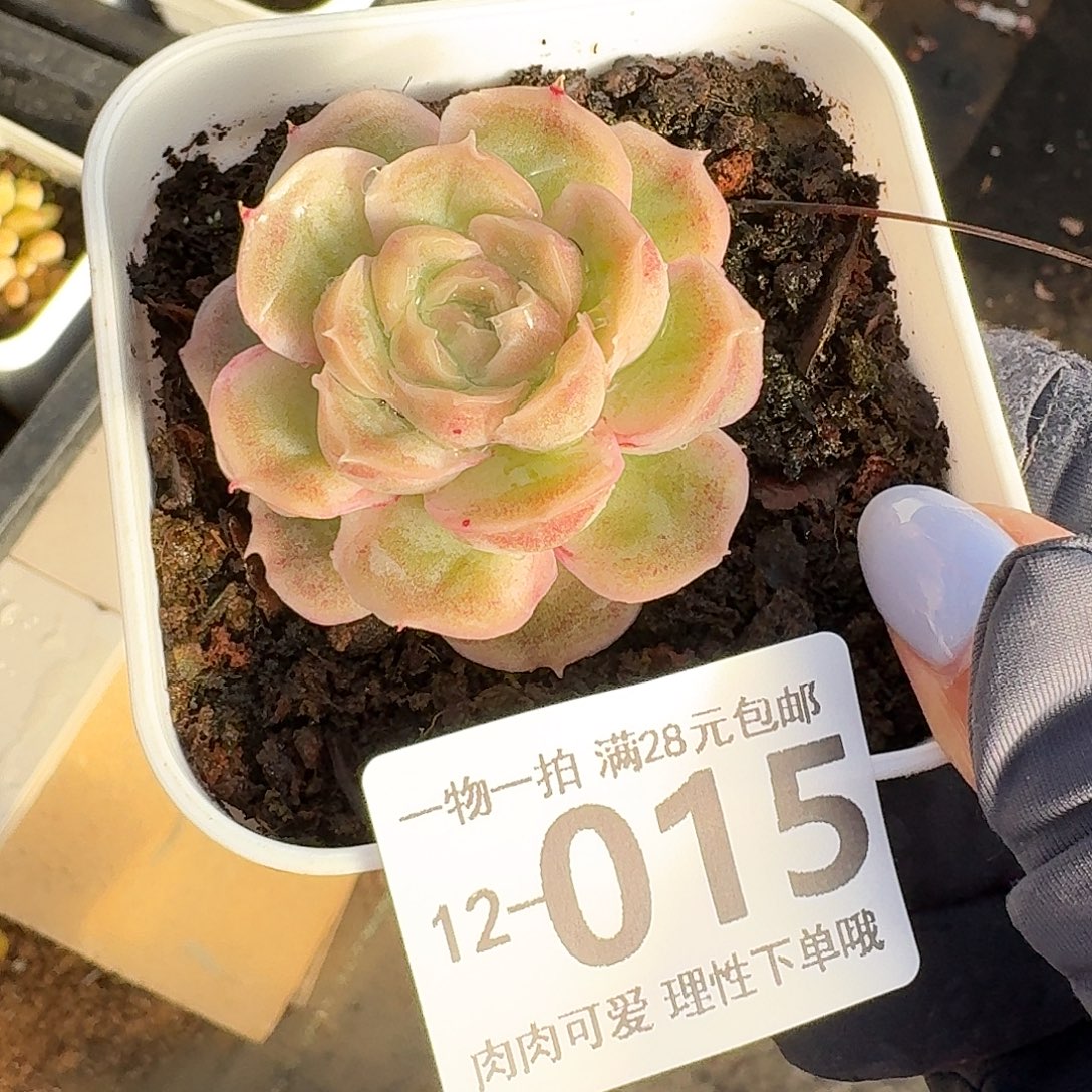 水晶虾饺无盆无发货无