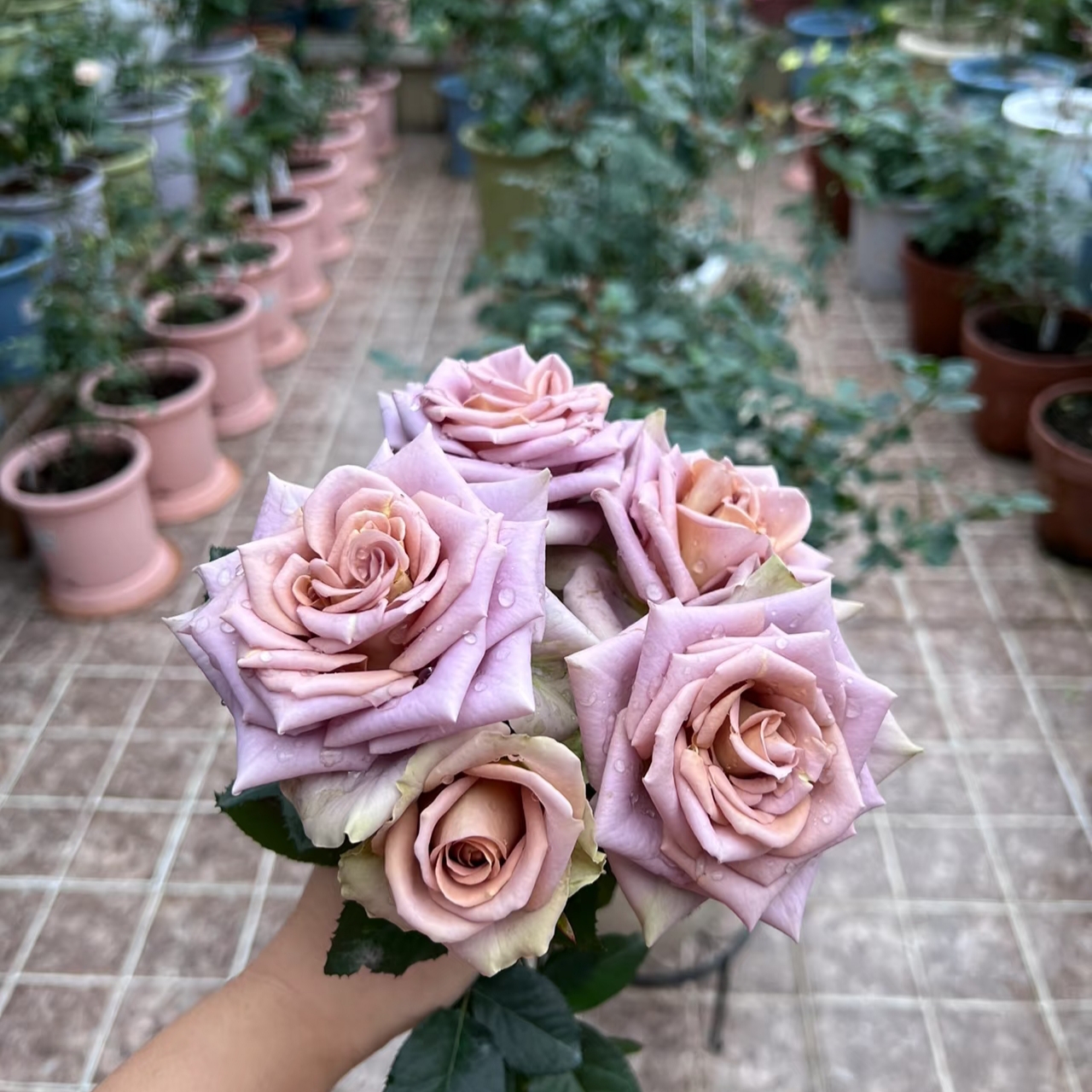 失忆又叫尼古拉斯的初恋 覆古色超勤切花月季（1+根接土球发货）