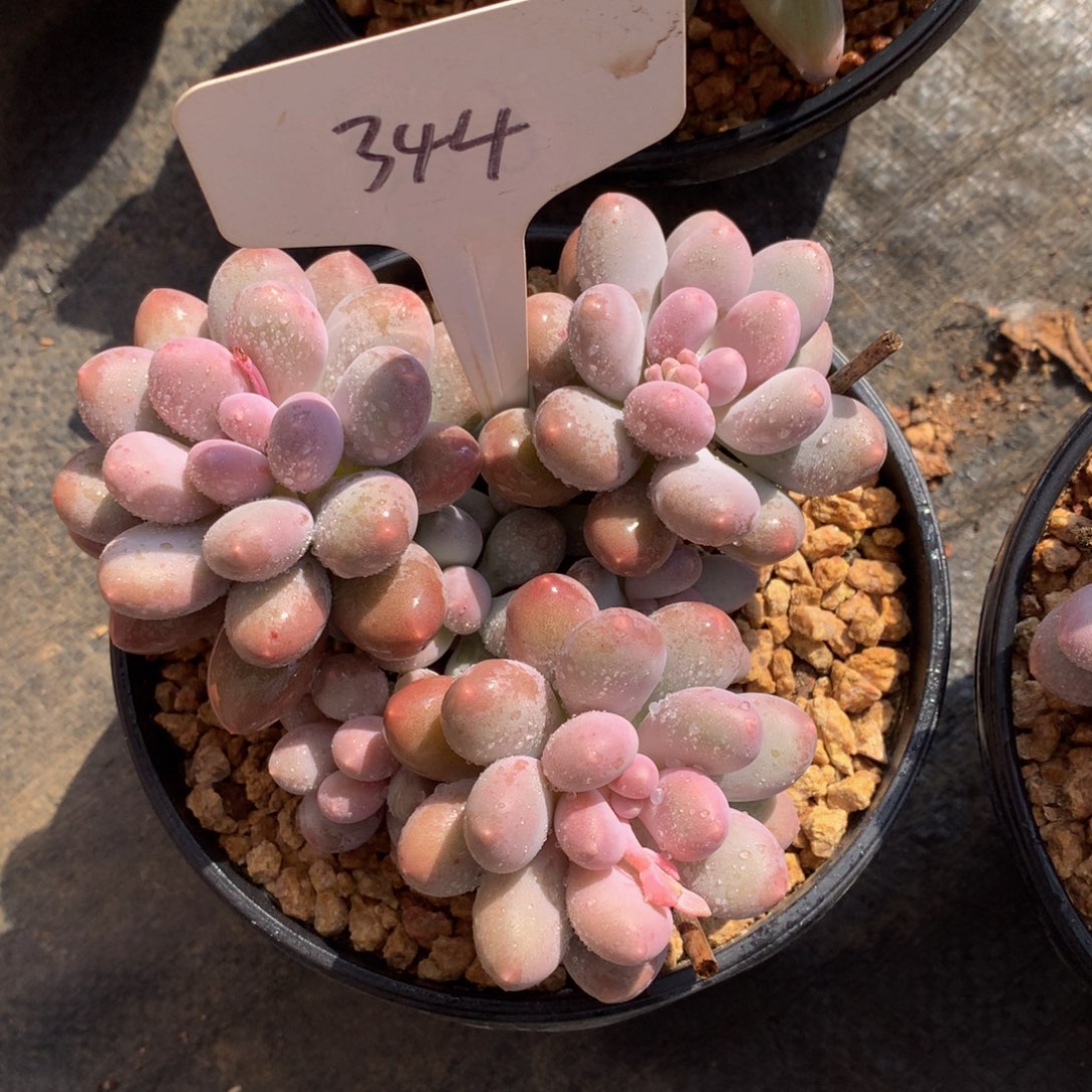 小***慧七彩美人72727272727