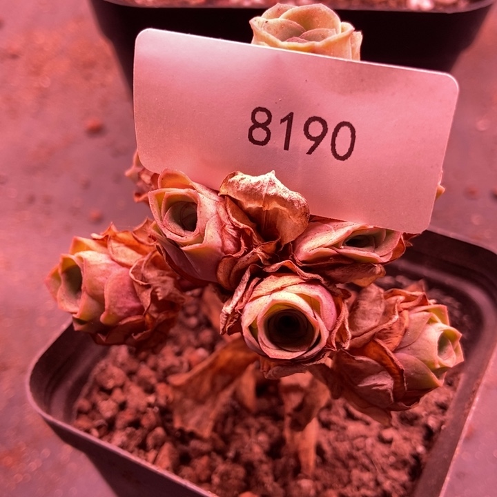 *****8190山地玫瑰花园n