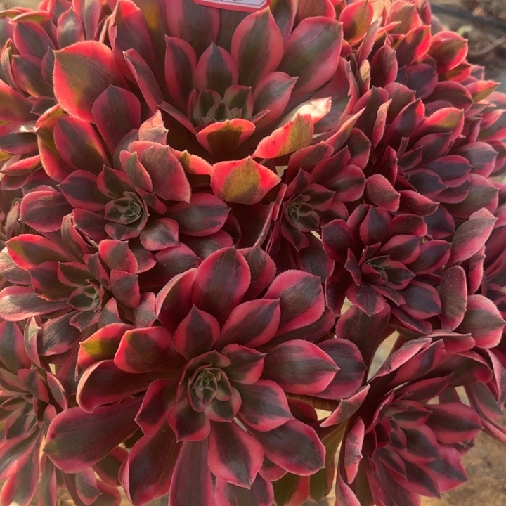 女妖多肉法师不包损62