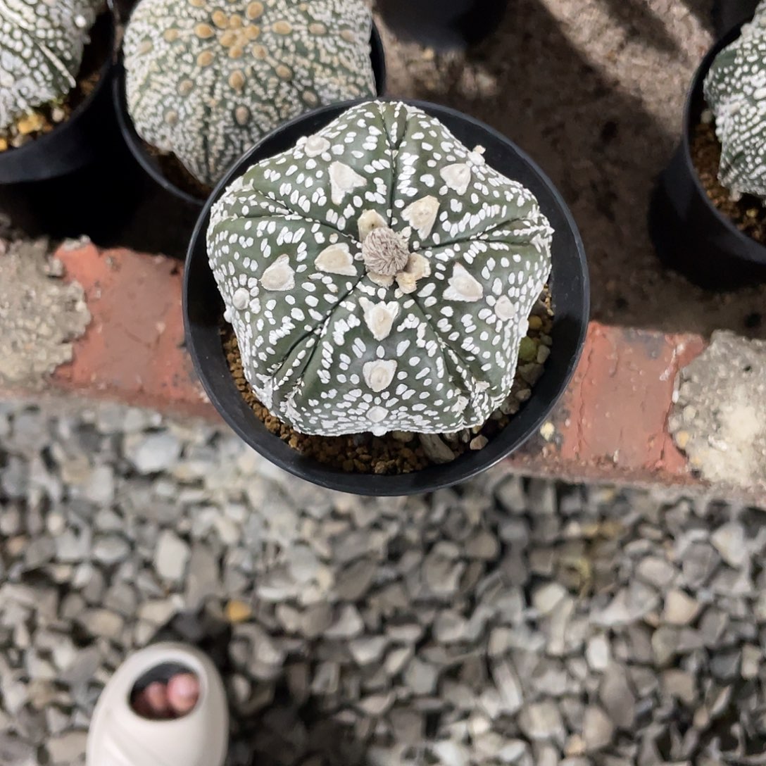 完全开放实生五棱五角星盾v 7公分