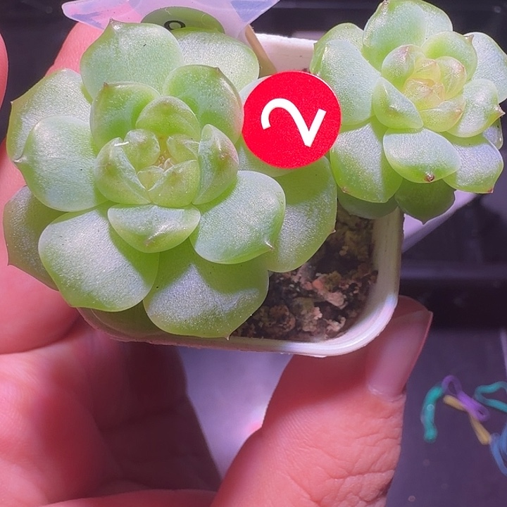 多***…无尽灯四方盆一物一拍