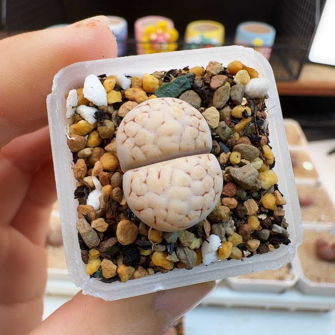 多肉植物福利肉锥394