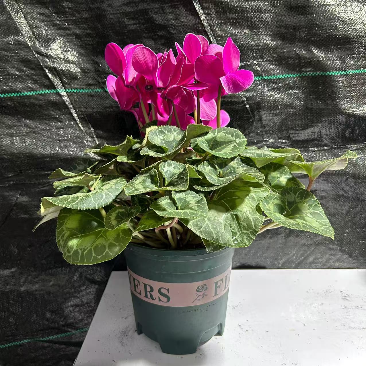 火焰纹平边紫色大花仙客来盆栽（换盆不售后）不拍保温冻坏不赔