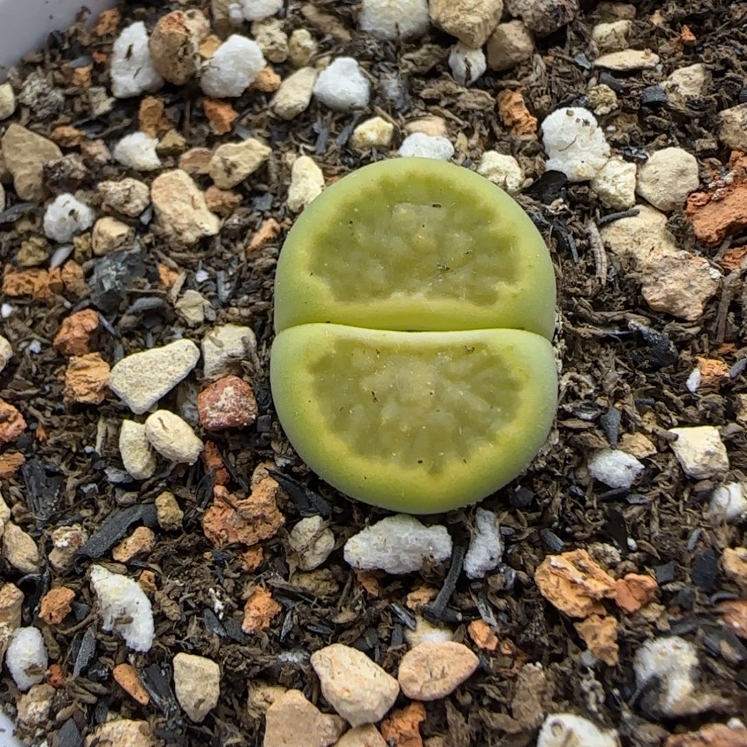 324 生石花大棚直播