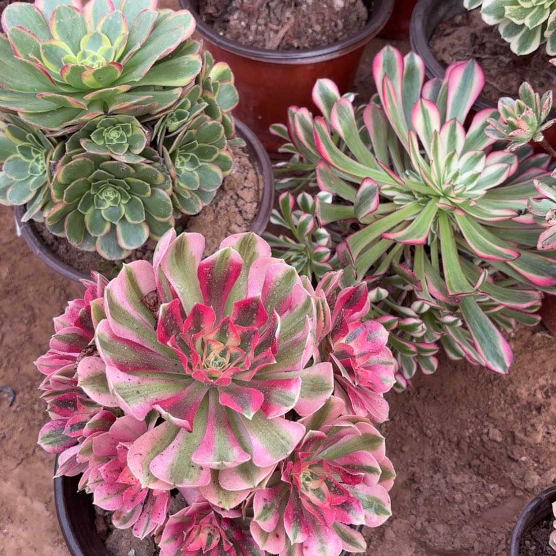 七彩女巫，奶白，红铜壶超白手捧19.8