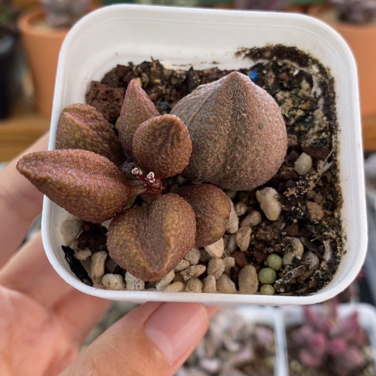 【闪购商品】无花朵金蝉子