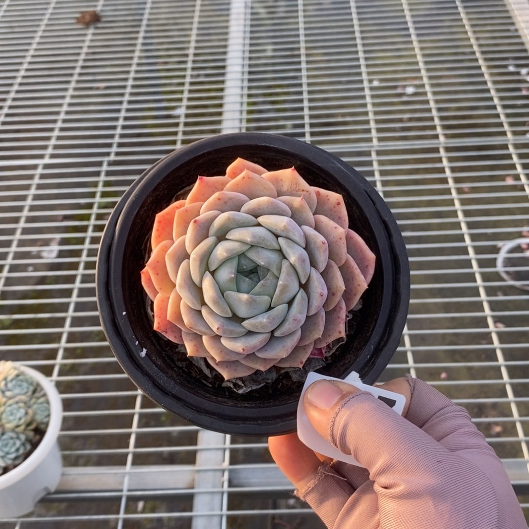 在***侠6327冰橙单头一物一拍