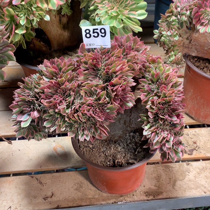 859 女神缀多肉大师