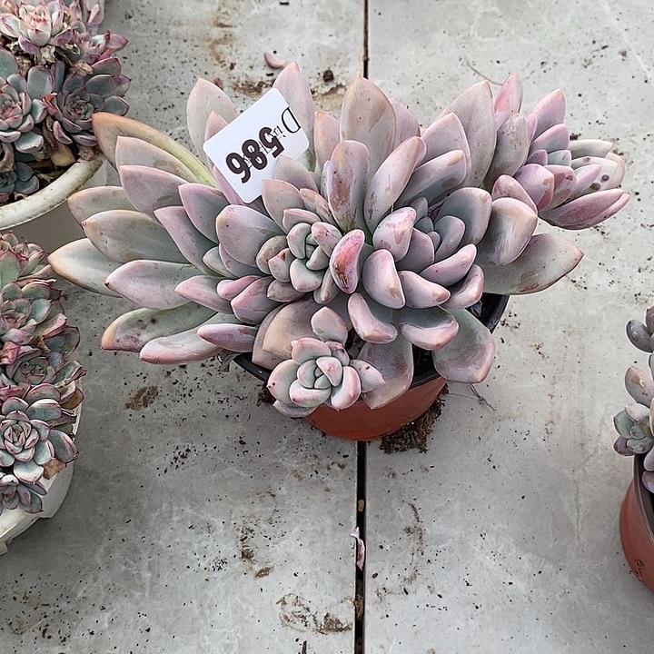 秋***莲586奥普多肉植物多肉植物