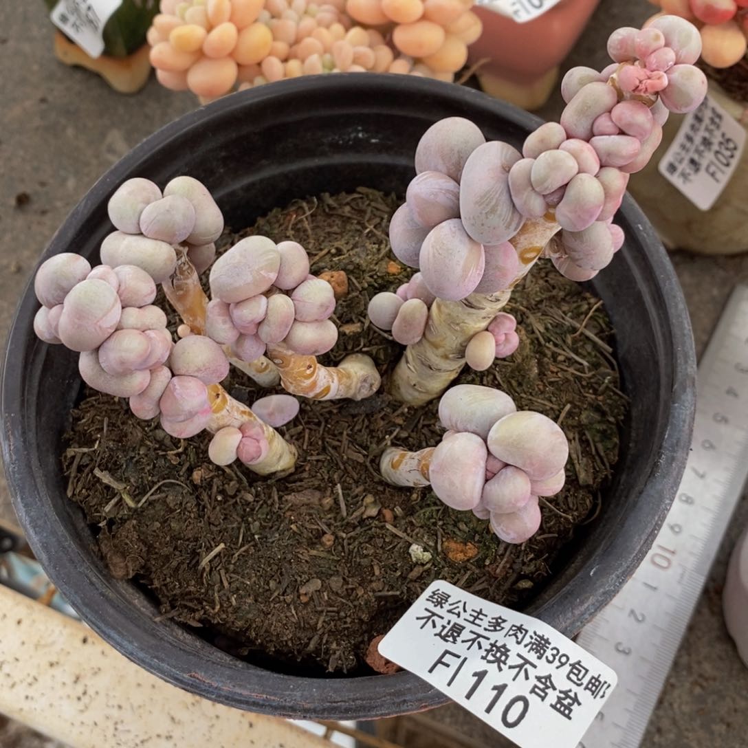 芭比奶酪110/10c m