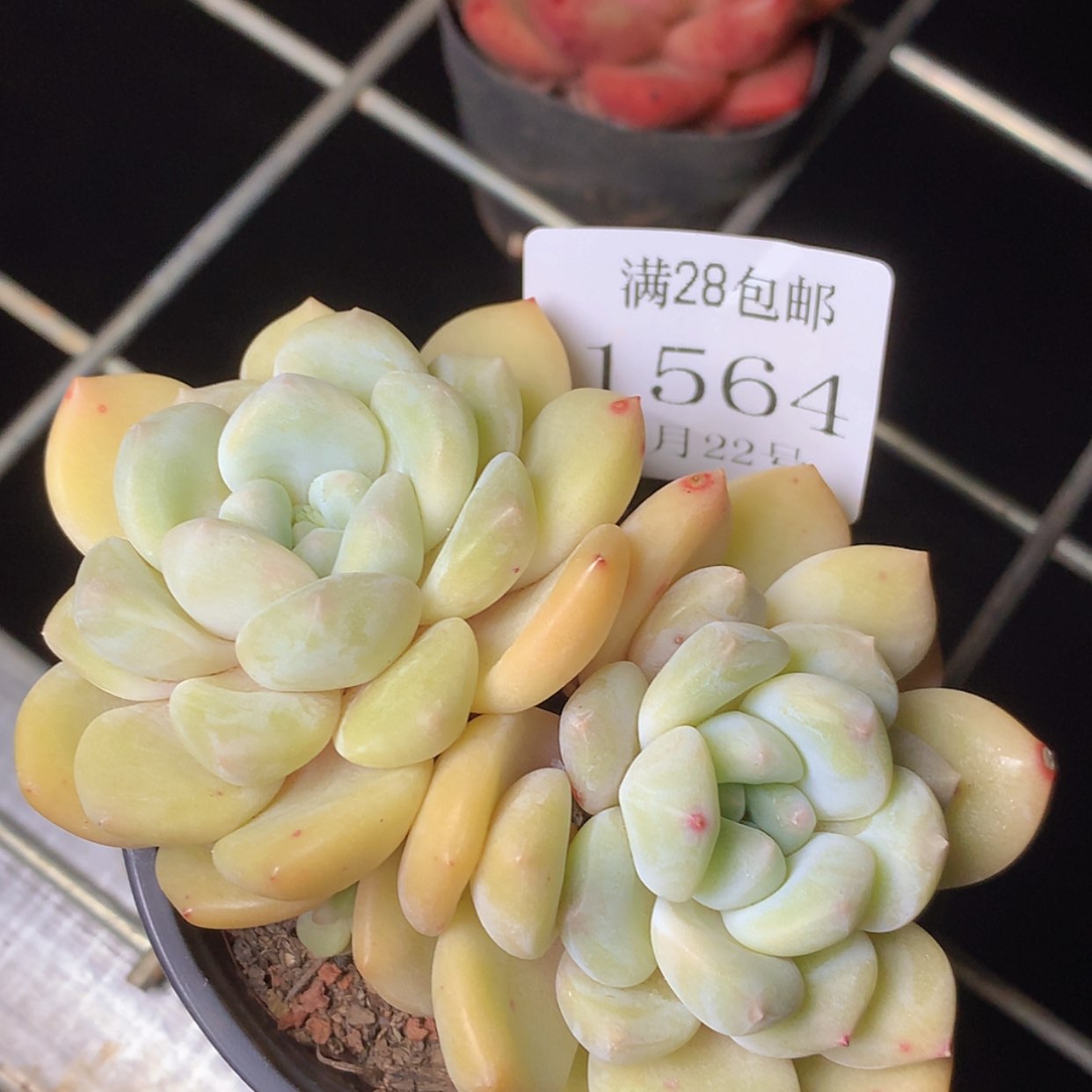 【闪购商品】云1564