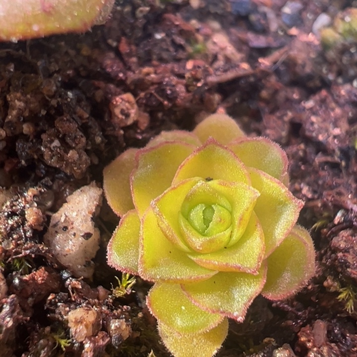 黄体 黛璃x各种 福利t307