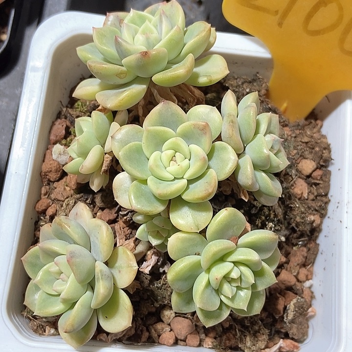 多肉植物贝尔锦2100