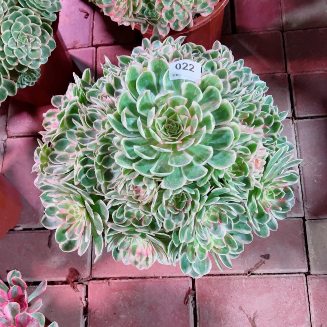 22孔雀翎法师多肉植物