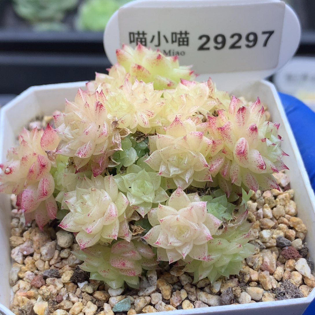 多肉植物杂交珍妮