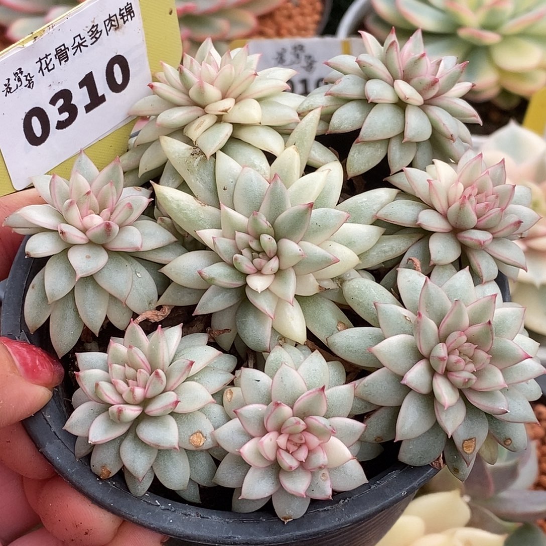 310手捧哈哈哈哈哈哈哈
