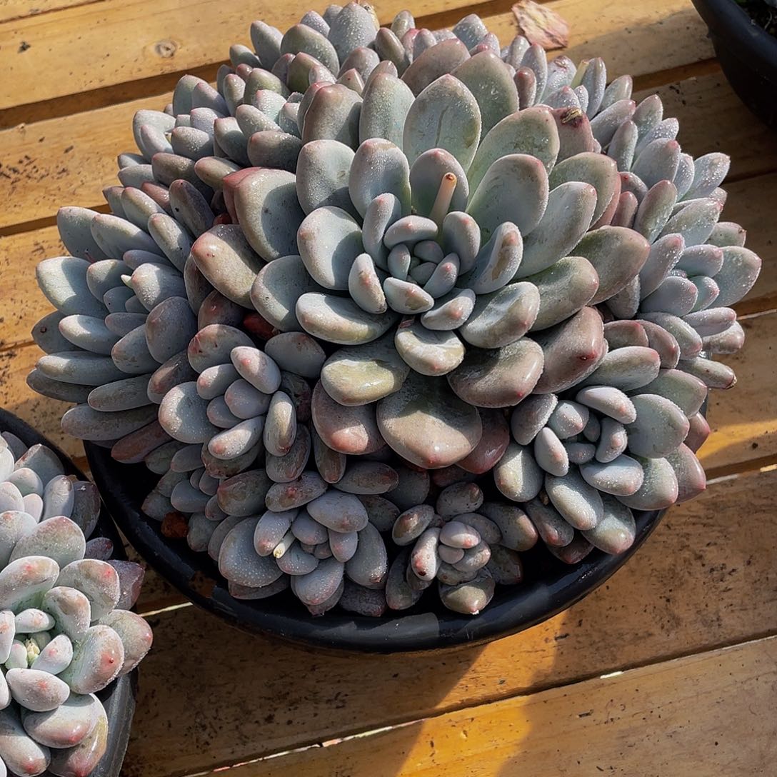 老**菜香水多肉植物中群