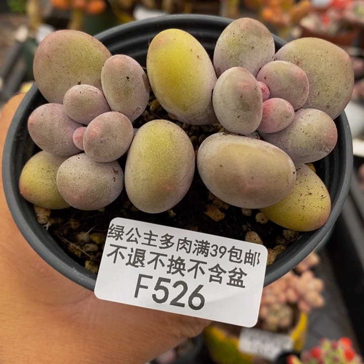 蛋黄奶7cm526多肉植物