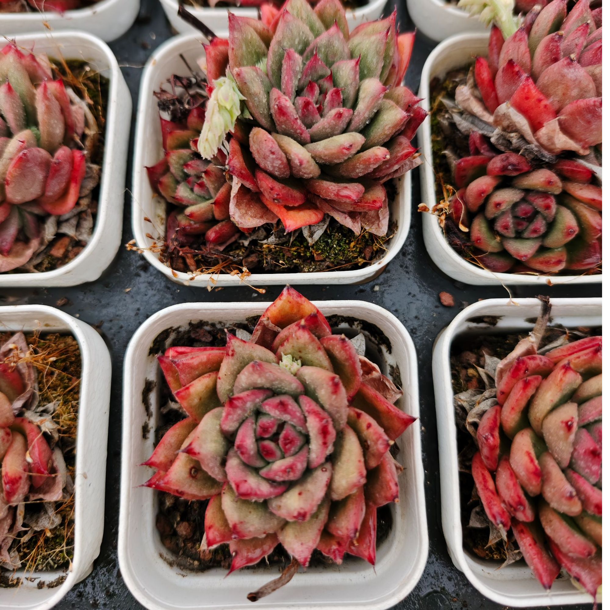 凸起玛丽亚精品多肉裸根上盆