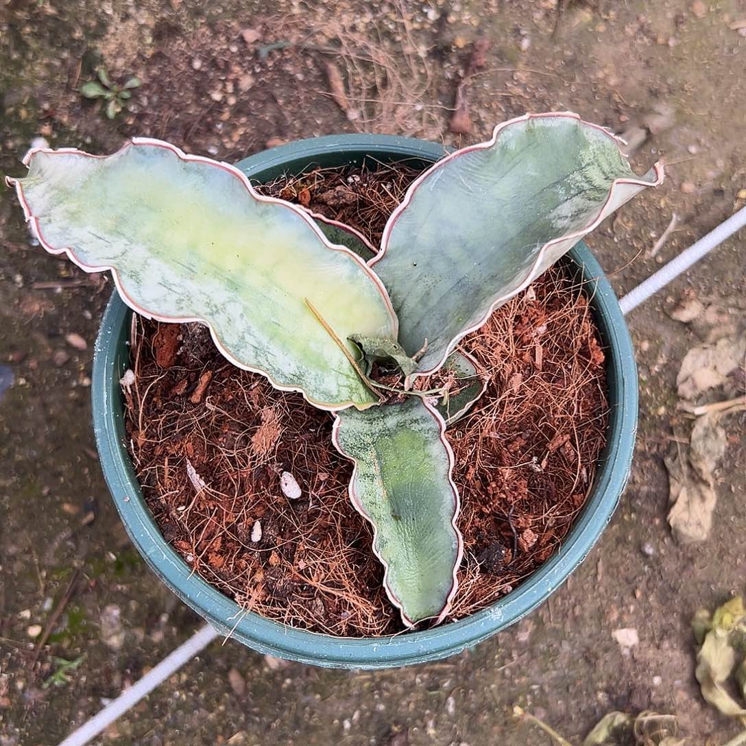 多肉植物龙翼单头