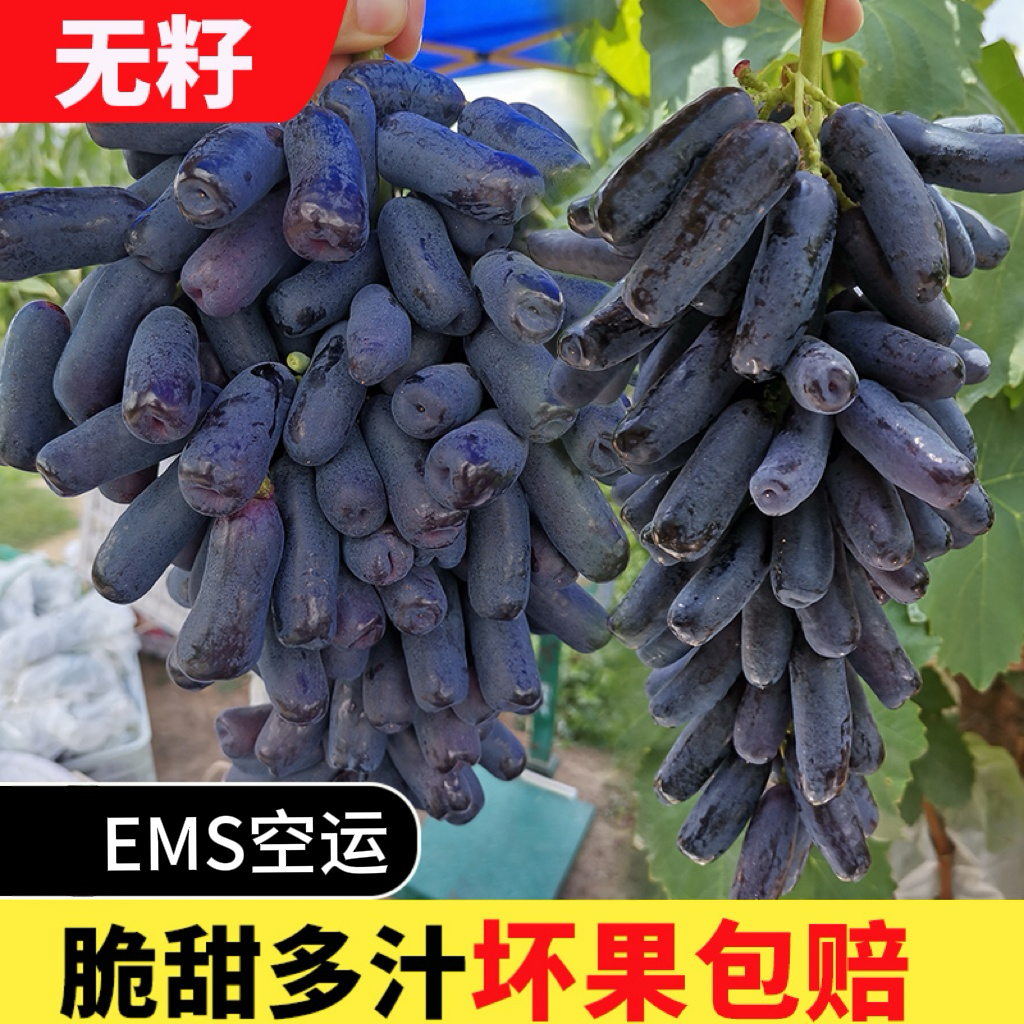 【粉丝专享】云南金手指葡萄甜蜜蓝宝石当季新鲜无籽美人指