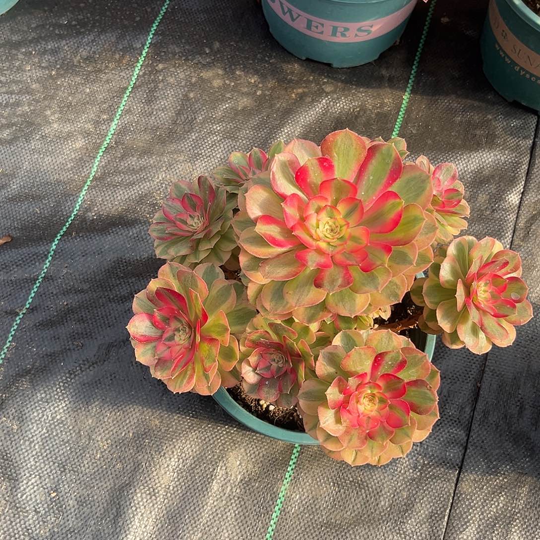 15万白法师多肉植物