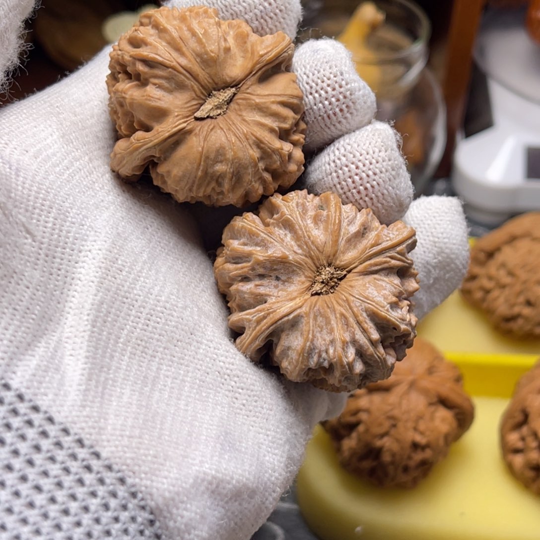 木质铃*三角白白狮子全品